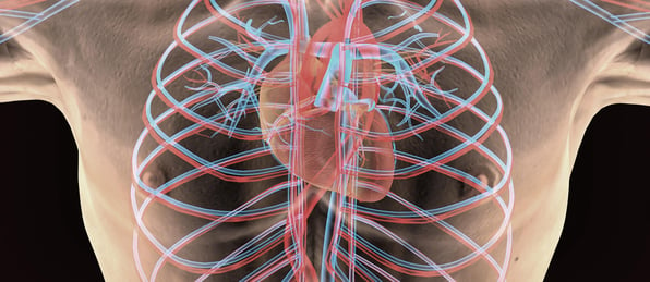 circulatory system-blog